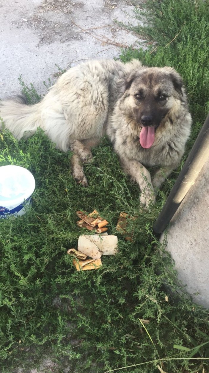 Yalova'da köpeği ezen yabancı uyruklu ehliyetsiz çıktı