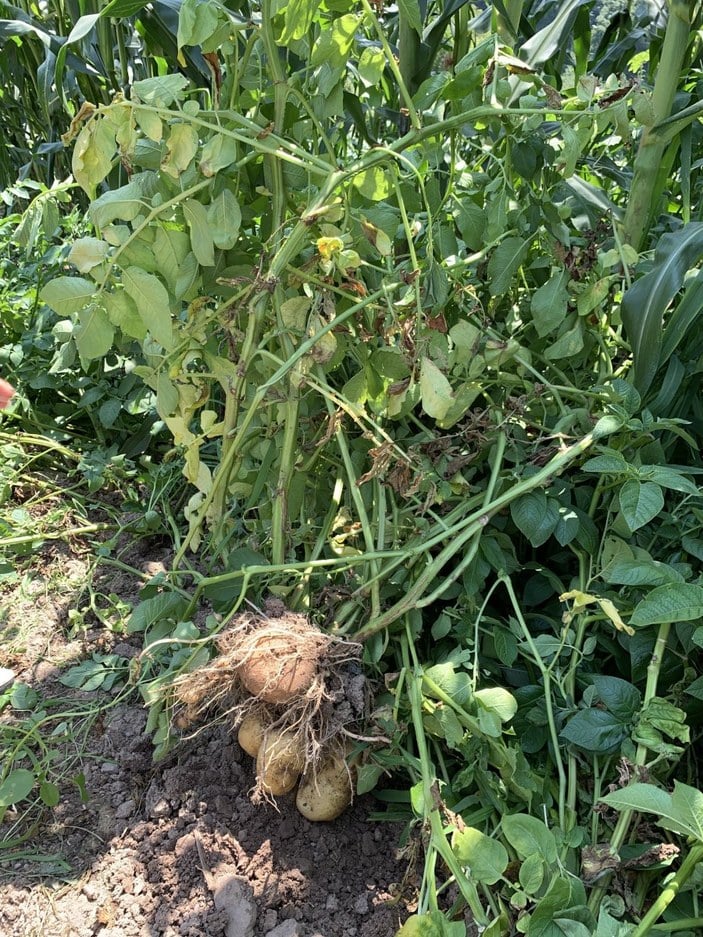 Sakarya'da tarlaya ekilen patates, domates olarak büyüdü