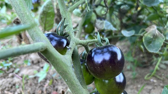 Düzde'deki üretici, siyah domates yetiştiriyor