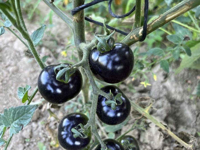 Düzde'deki üretici, siyah domates yetiştiriyor