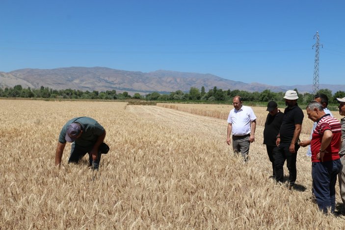 Buğday rekoltesi çiftçinin yüzünü güldürdü