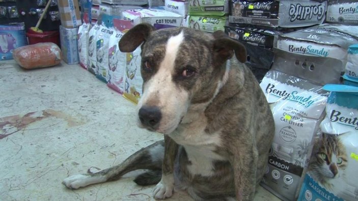 Üsküdar'ın meşhur köpeğine taşla saldırdı