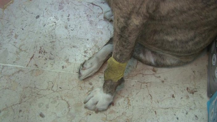 Üsküdar'ın meşhur köpeğine taşla saldırdı