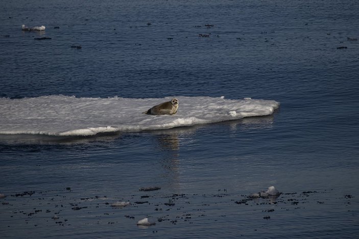İklim değişikliği kutup canlılarının yaşamını tehdit ediyor