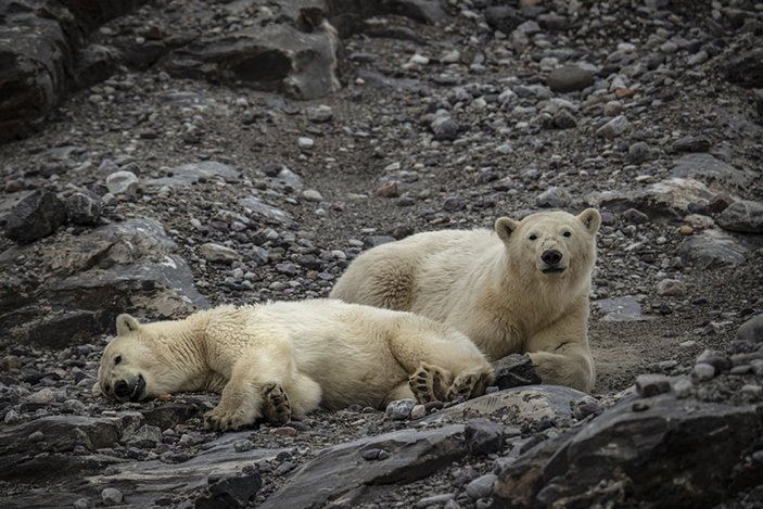 İklim değişikliği kutup canlılarının yaşamını tehdit ediyor