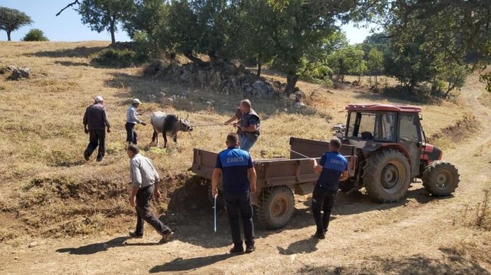 Balıkesir'de Kurban Bayramı'nda kaçan dana yakalandı