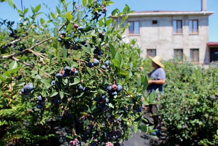 Trabzon'da çay bahçesinde mavi yemiş yetiştirip 300 bin TL kazanıyor