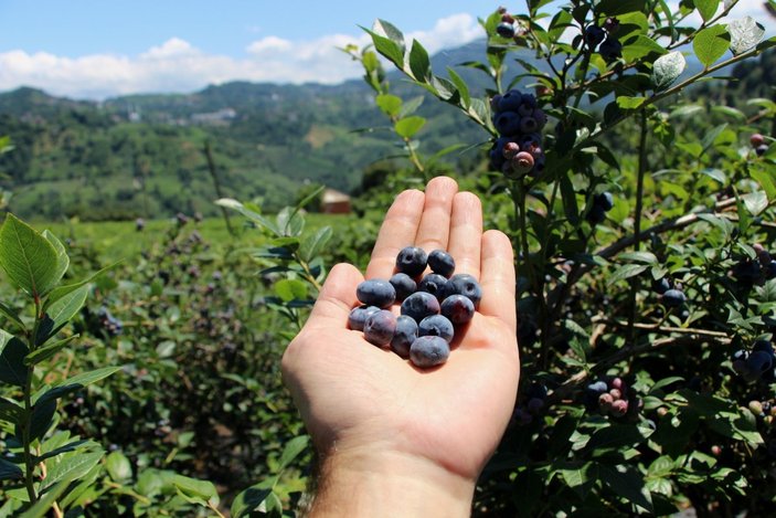Trabzon'da çay bahçesinde mavi yemiş yetiştirip 300 bin TL kazanıyor