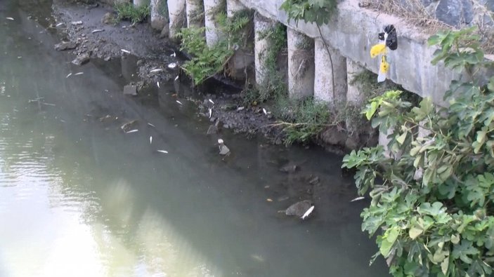 Haliç'e akan Alibeyköy Deresi’nde balık ölümleri görüldü