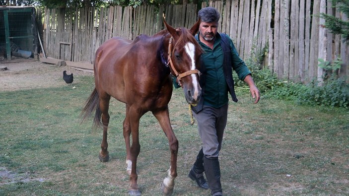Kastamonu'da atın damarına bahçe hortumu yerleştirerek hayatını kurtardı