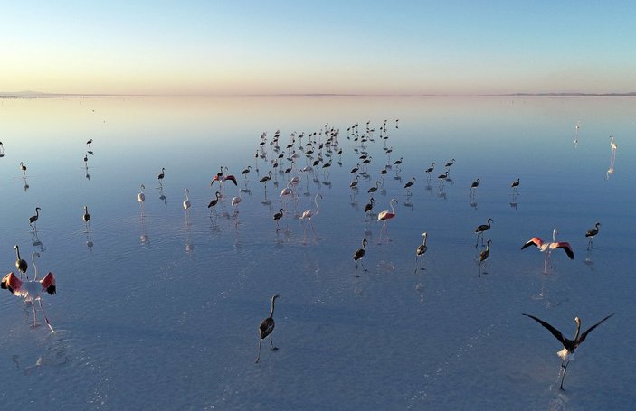 Tuz Gölü'nde flamingolara can suyu