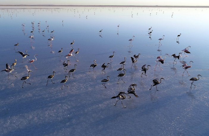 Tuz Gölü'nde flamingolara can suyu