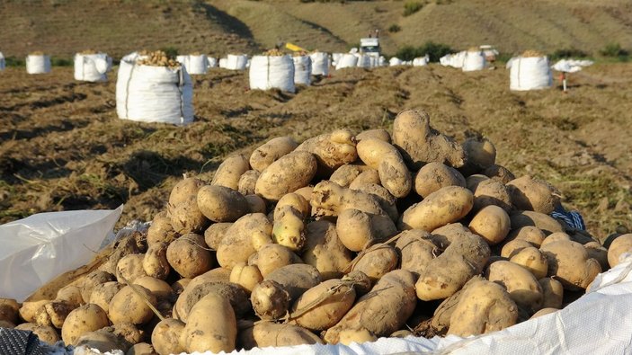 Tokat'ta satış fiyatı artan patates çiftçiyi sevindirdi