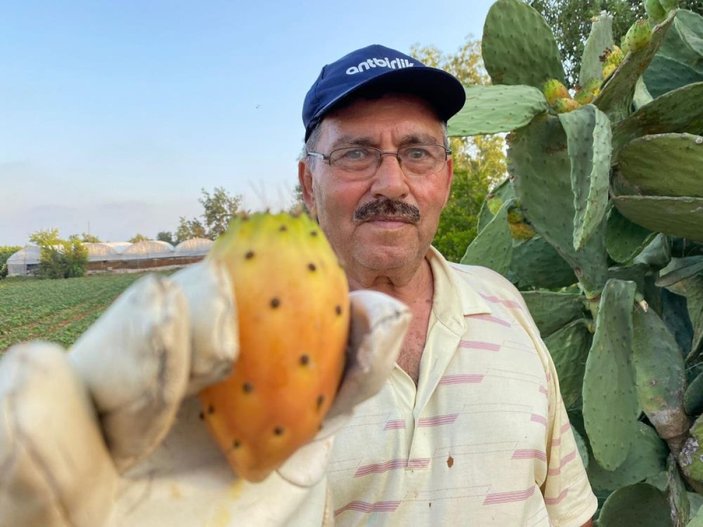 Antalya'da kendiliğinden doğada yetişen dikenli incirin kilosu 60 lira