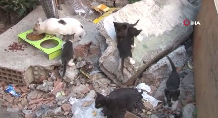 Fatih’te sokağa tedbirsiz bırakılan pitbull cinsi köpeğin kediyi öldürme anı kamerada