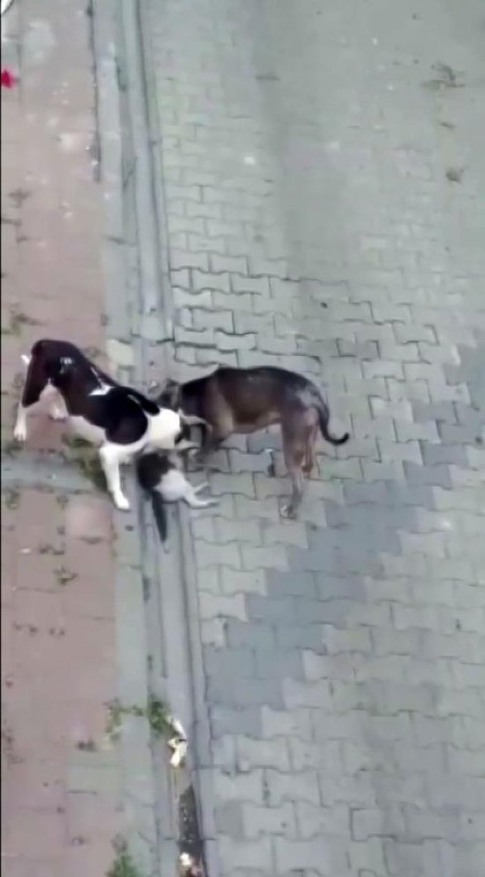 Fatih’te sokağa tedbirsiz bırakılan pitbull cinsi köpeğin kediyi öldürme anı kamerada