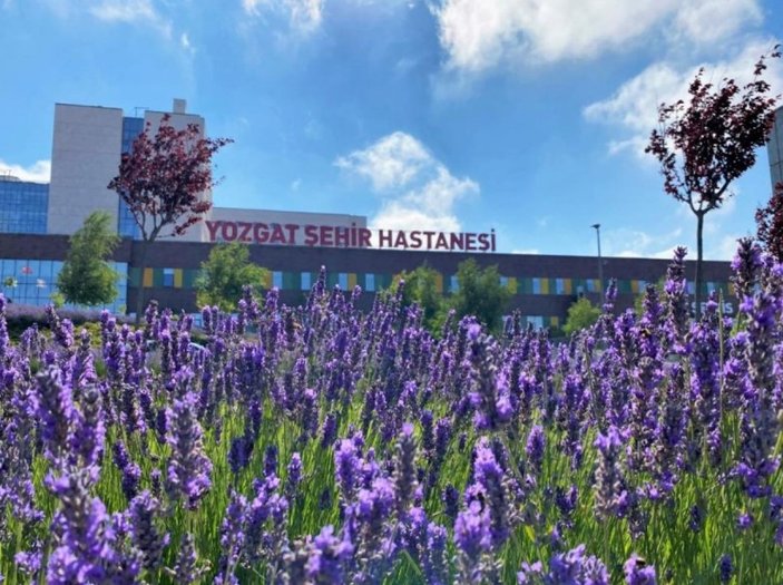 Yozgat Şehir Hastanesi'nin bahçesindeki lavantalar beğeni topluyor