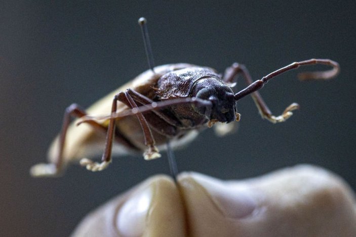 Antalya'daki böcek müzesinde 530 böcek tür sergileniyor