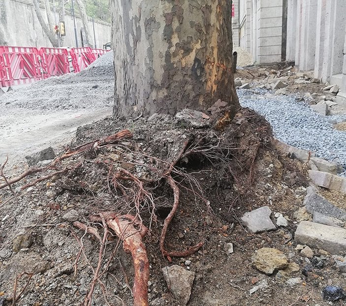 İBB Çırağan’daki ağaçları bilerek kuruttu iddiası