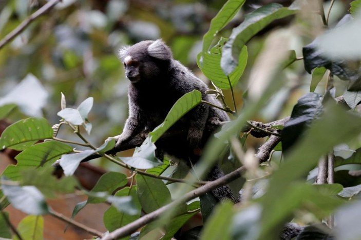 Brezilya'da maymun çiçeği nedeniyle maymunlar hedef alınıyor