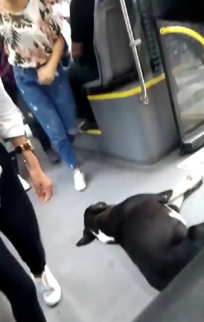 İstanbul’da otobüse binen yolcular, sokak köpeği ile karşılaştı
