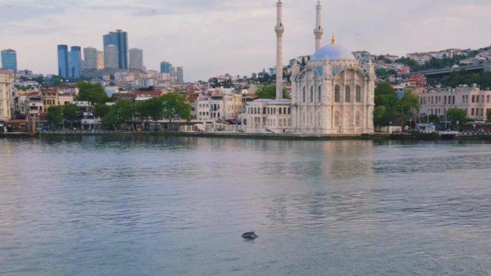 Yunuslar İstanbul Boğazı’nda görsel şölen sundu