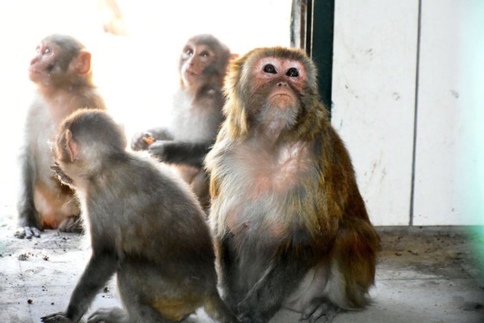 Malatya'da yavru maymunlara 
