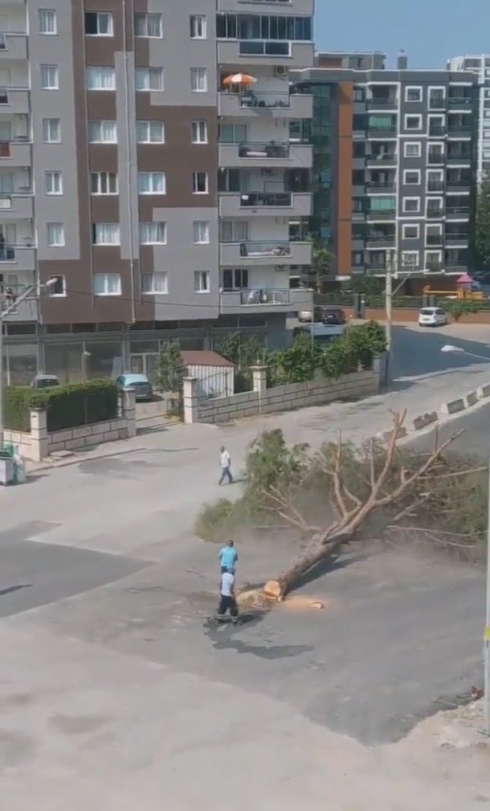 Murat Kurum, İzmir'deki ağaç kesimine tepki gösterdi