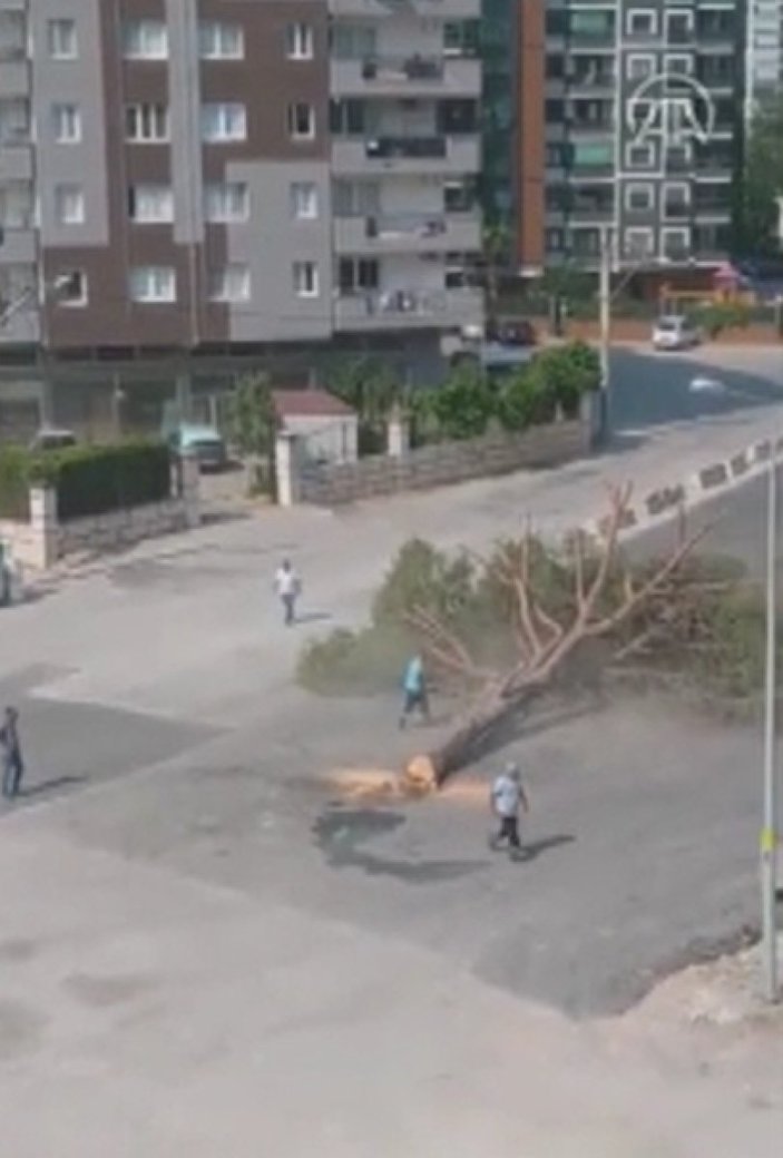 İzmir Büyükşehir Belediyesi çalışanları yarım asırlık çam ağacını kesti