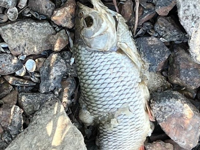 Polonya'da, nehirde toplu balık ölümleri yaşandı