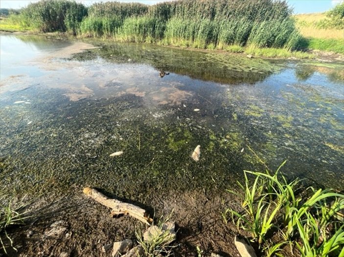 Polonya'da, nehirde toplu balık ölümleri yaşandı
