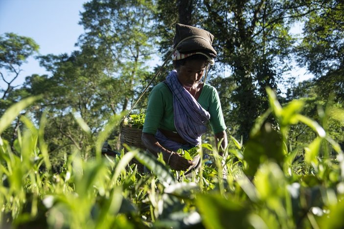Hindistan'da çay işçilerinin ücretlerine zam yapıldı