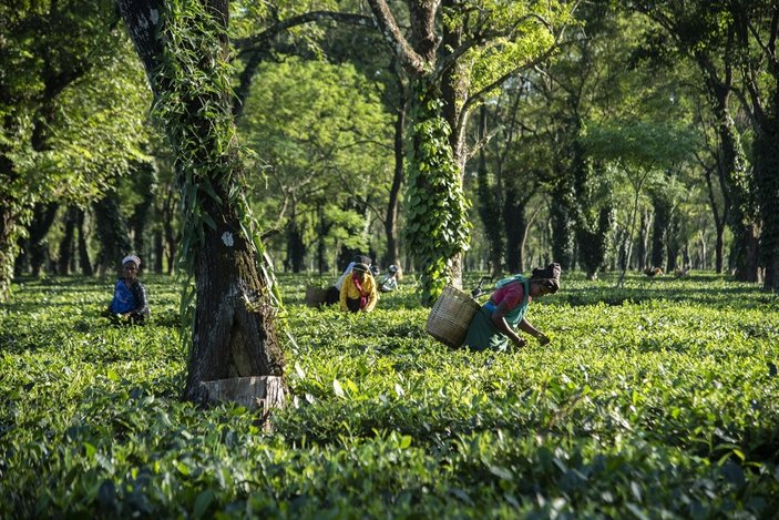 Hindistan'da çay işçilerinin ücretlerine zam yapıldı