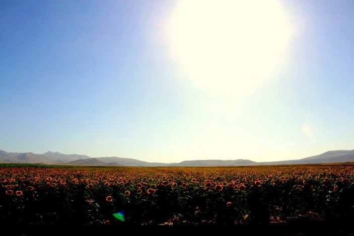 Erzurum'da ayçiçeği tarlalarında yüzde yüzlük artış yaşandı
