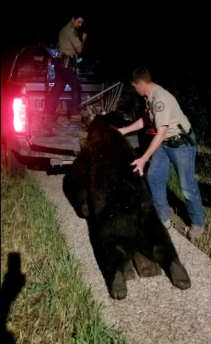 ABD'de eve giren 180 kiloluk ayı vuruldu