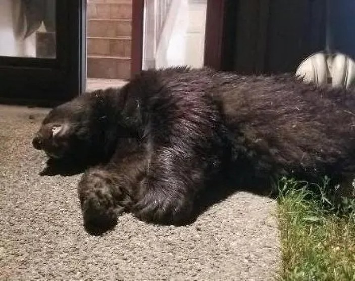 ABD'de eve giren 180 kiloluk ayı vuruldu