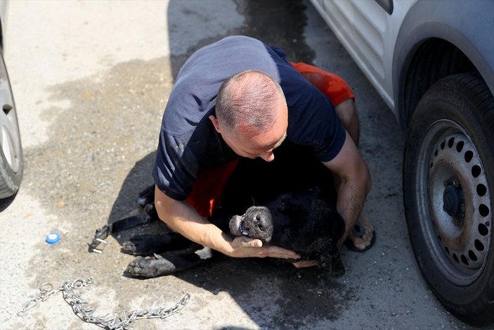 Edirne'de Ukraynalı çiftin araçta bıraktığı köpek havasızlıktan telef oldu
