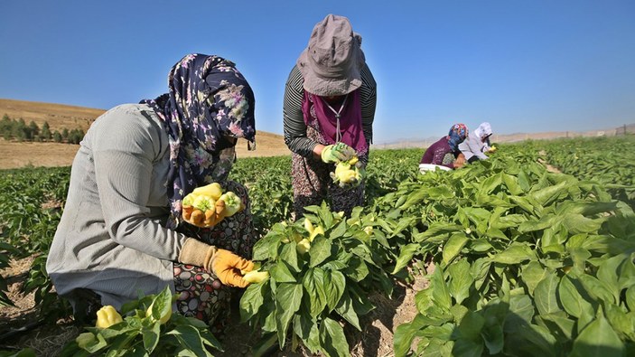 Elazığlı kadınlar, devletin tahsis ettiği arazide ekmeklerini kazanıyor