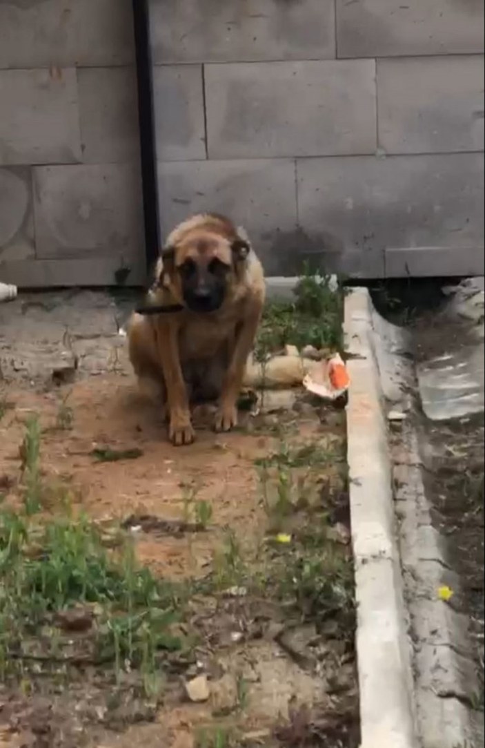 Trabzon'da, bekçiyi ısıran köpek gözaltına alındı