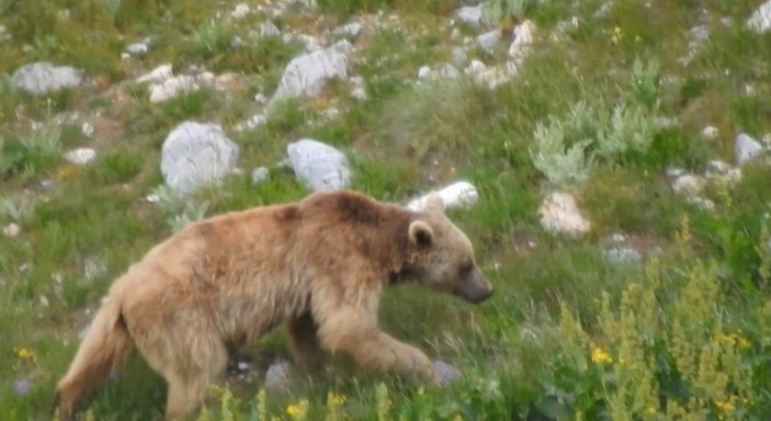 Erzincan'da bir ayı otomobilin içerisindeki yiyecekleri yedi