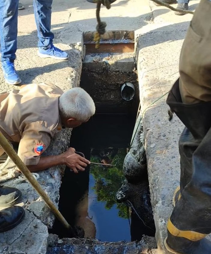 Meksika'da dev timsah, boğduğu adamı taşırken görüntülendi