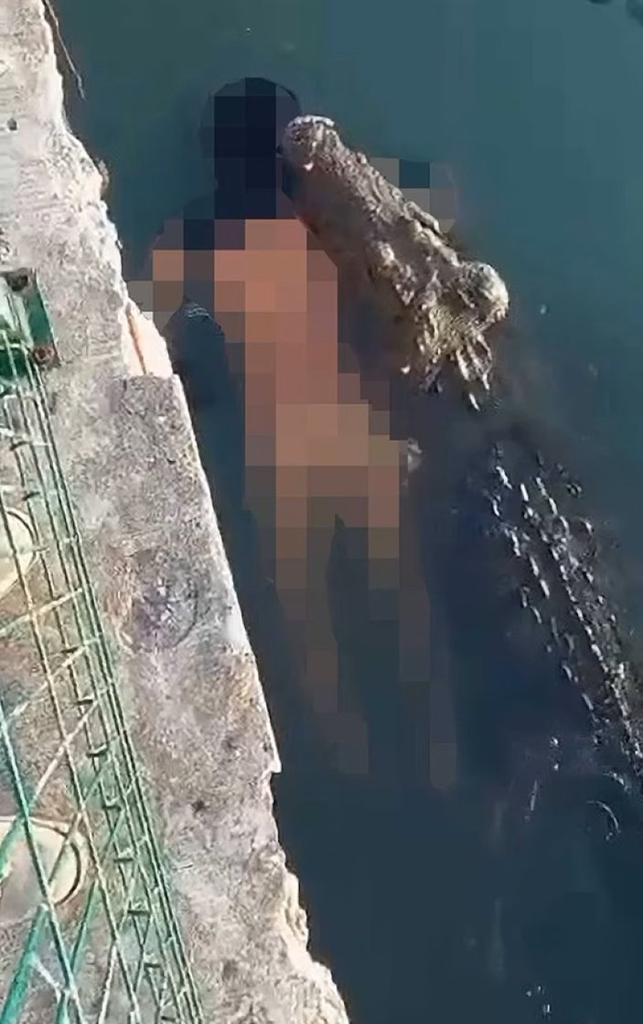 Meksika'da dev timsah, boğduğu adamı taşırken görüntülendi