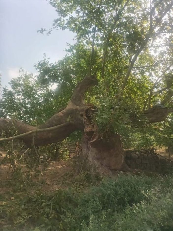 Balıkesir'de 600 yıllık tarihi çınar yıkıldı