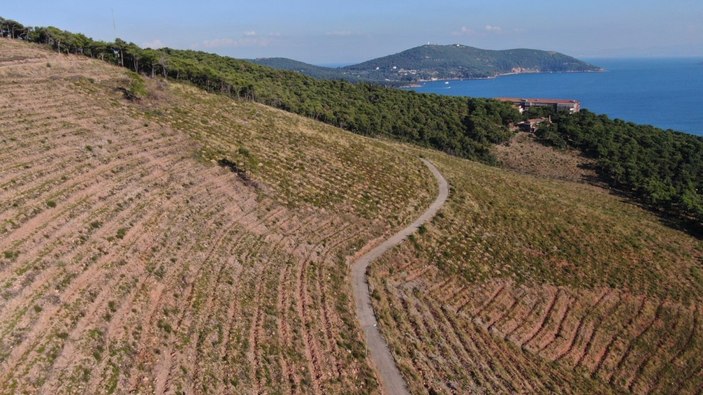 Heybeliada’da yanan alanlar eski haline kavuşuyor