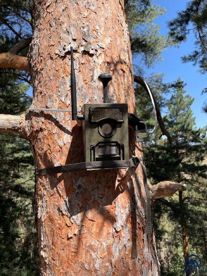 Kars'ta ormanlar yapay zeka fotokapanlarla korunuyor