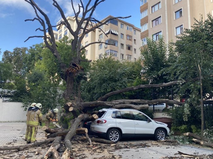 Kadıköy’de bulunan 150 yıllık meşe ağacı devrildi