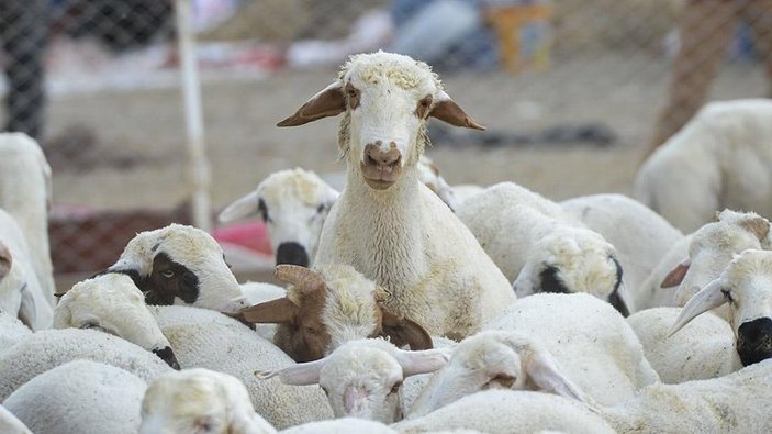Sığır ithal ve koyun ihraç kararı, üretiyici de tüketiciyi de memnun edecek