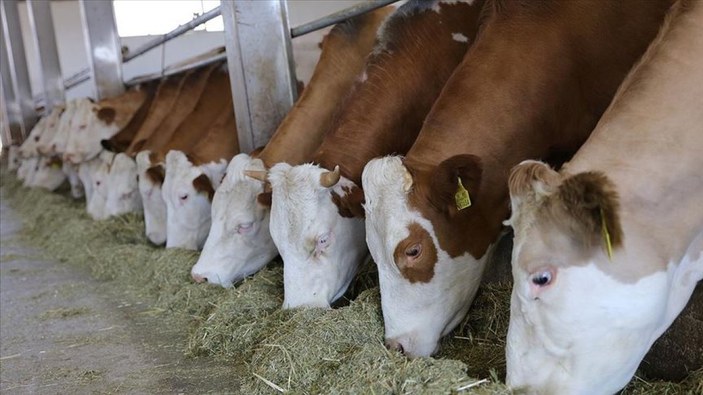 Sığır ithal ve koyun ihraç kararı, üretiyici de tüketiciyi de memnun edecek