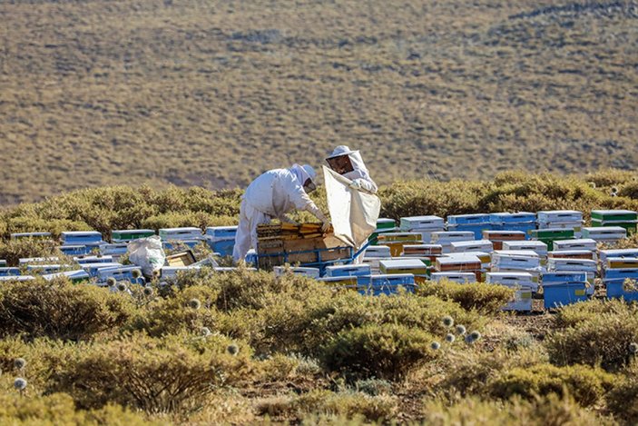 Şanlıurfa'da bin ton bal hasat edildi