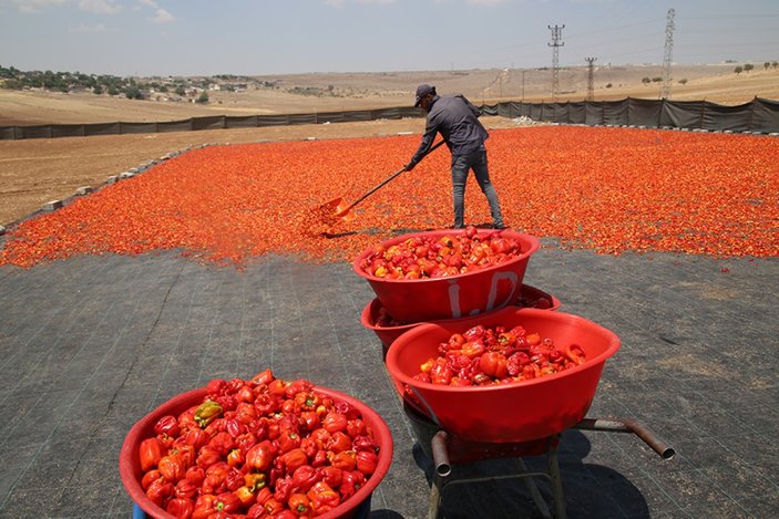 Tescilli Şanlıurfa isotu tezgahlarda